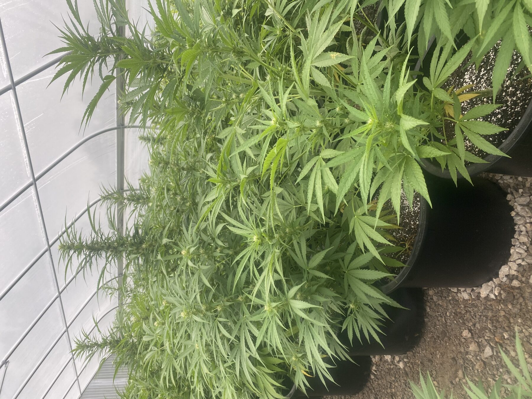 Kaw Valley hemp field with production facility