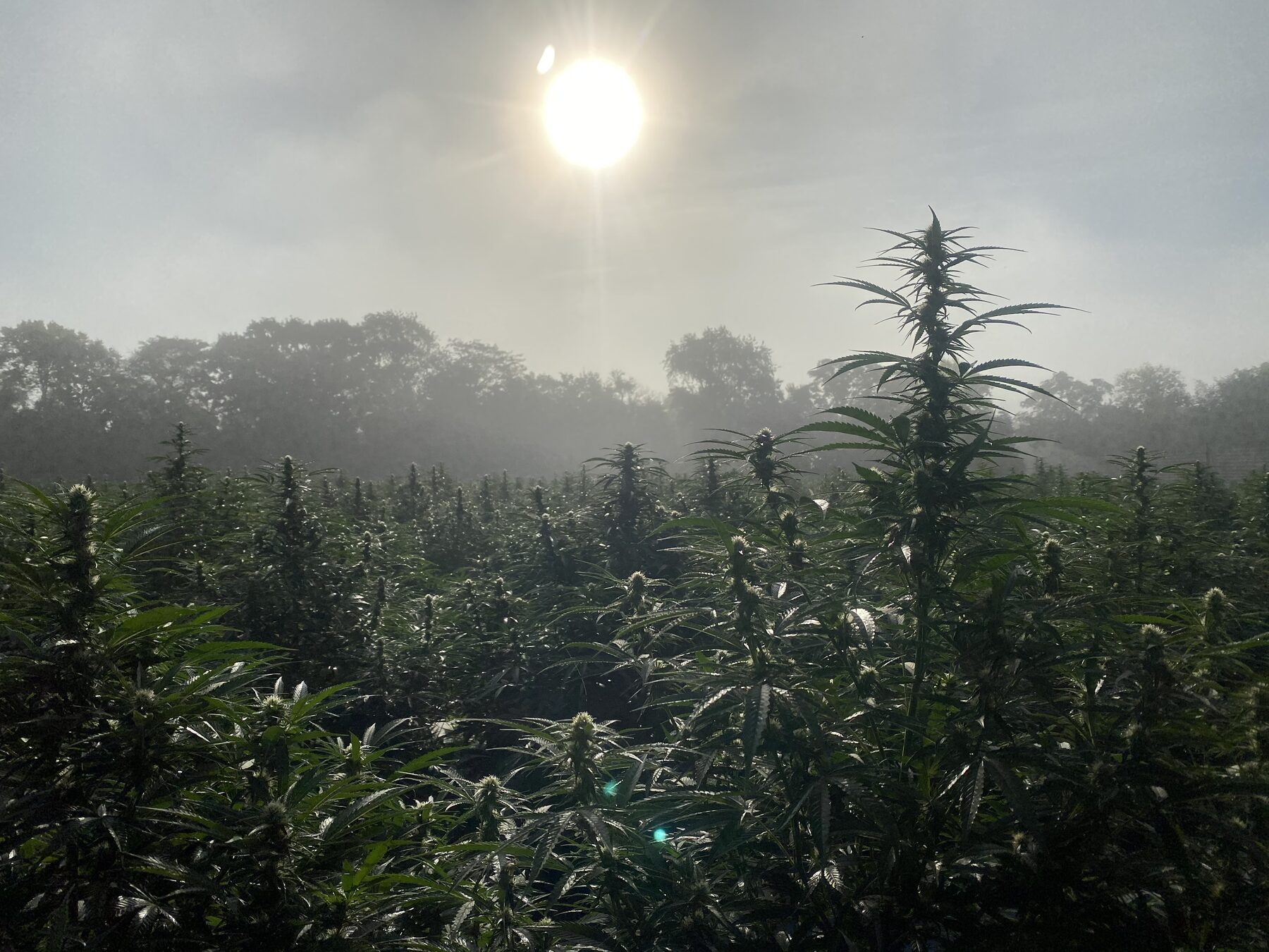 Kaw Valley Cannabis hemp field at sunrise in Lawrence, Kansas