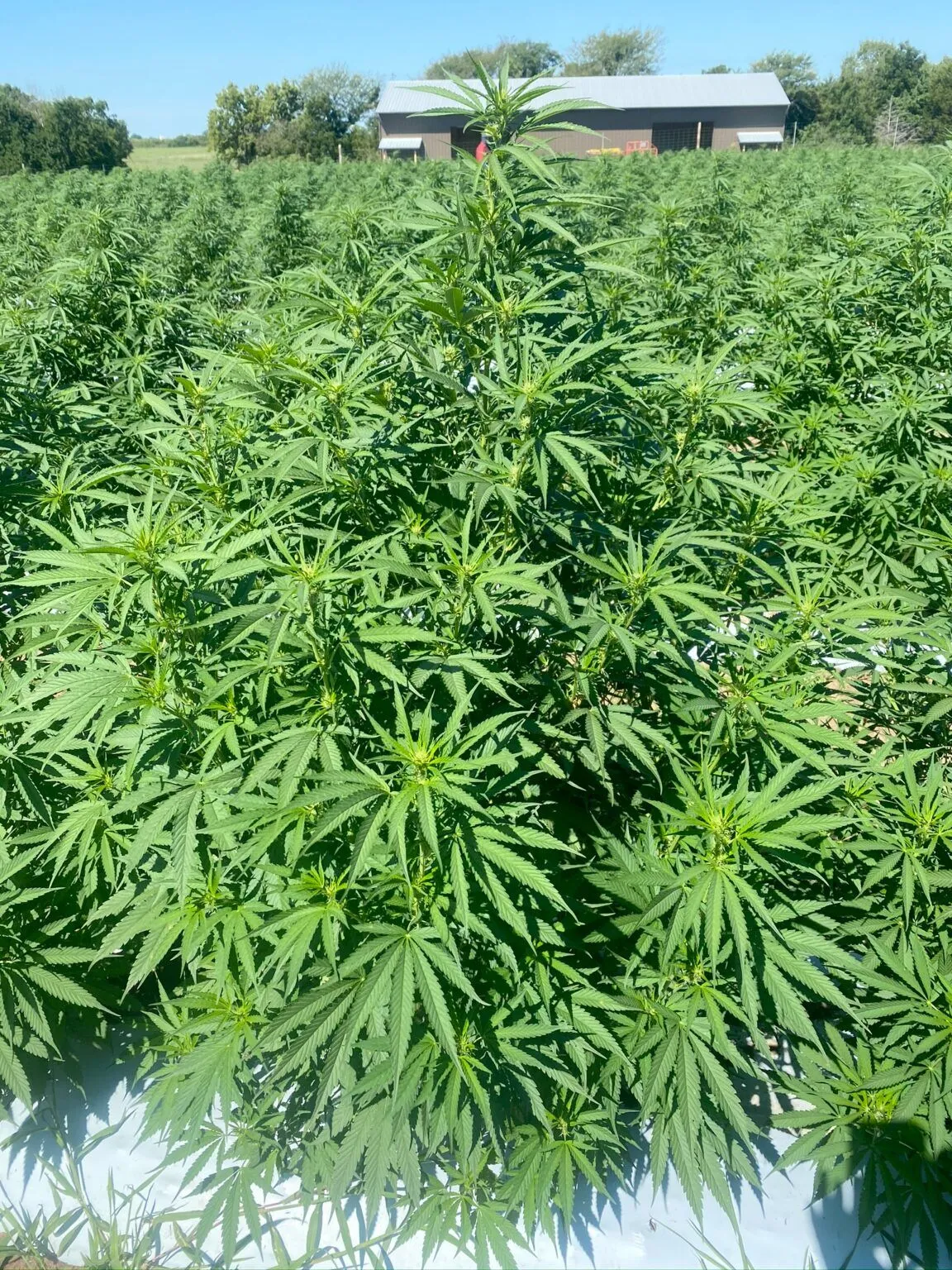 Kaw Valley hemp field