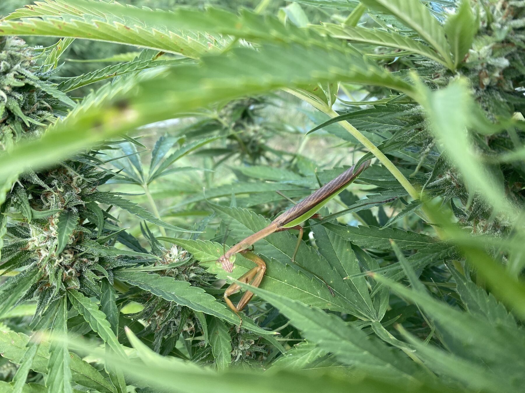 A praying mantis on a hemp plant — natural pest control at Kaw Valley