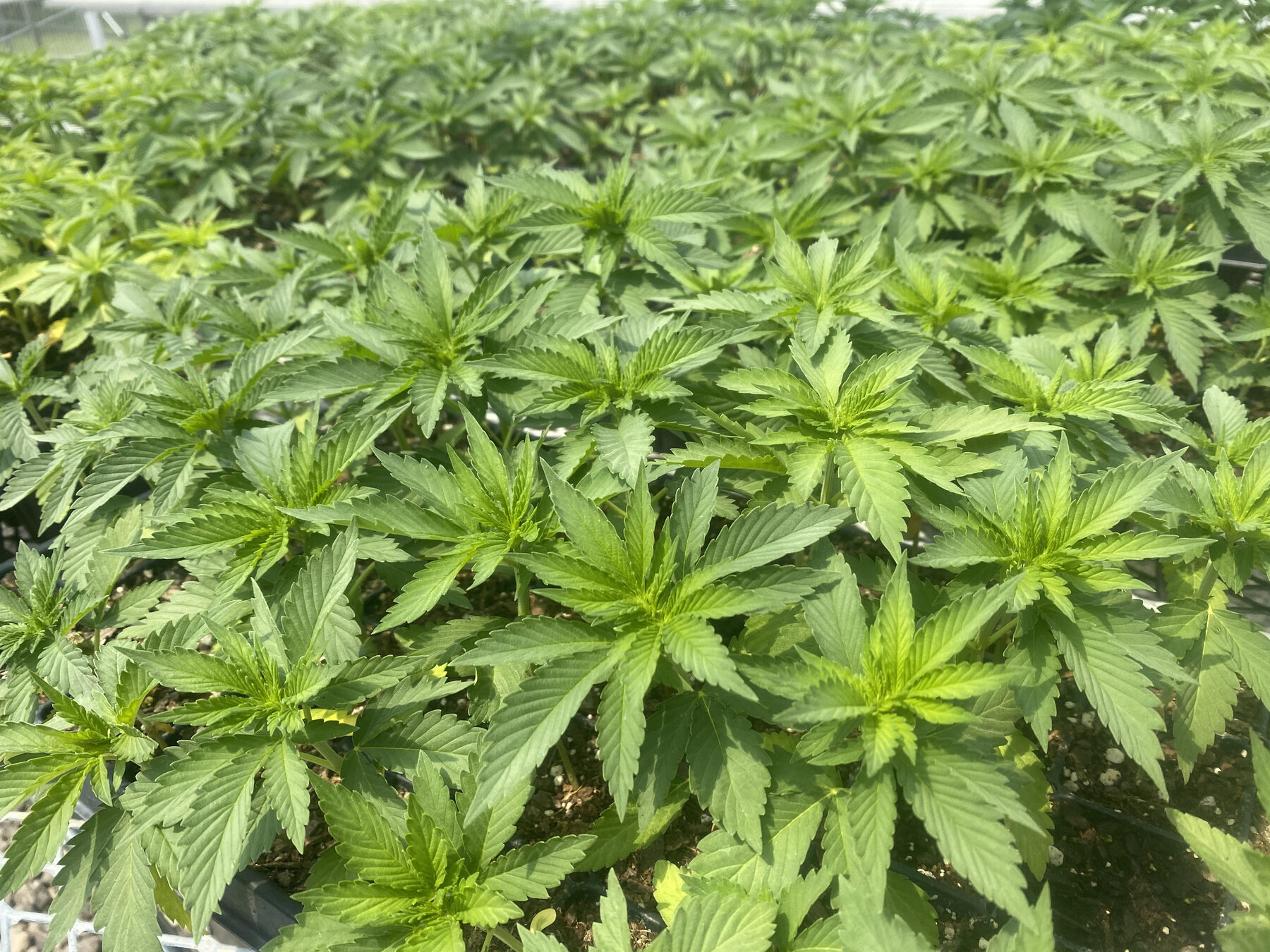 Hemp seedlings starting in the Kaw Valley greenhouse